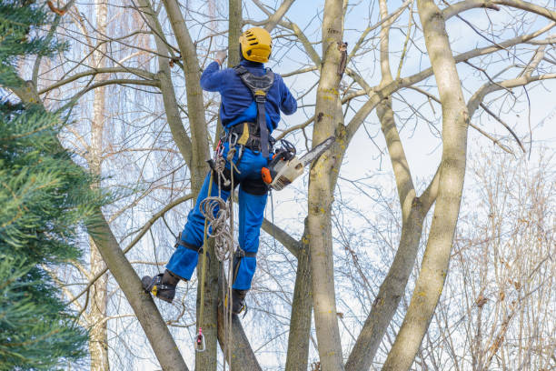 Best Leaf Removal  in Cloverport, KY