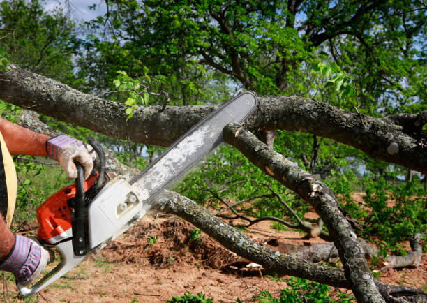 How Our Tree Care Process Works  in  Cloverport, KY